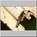 Gasteruption cf assectator - Gichtwespe w05b 9mm.jpg